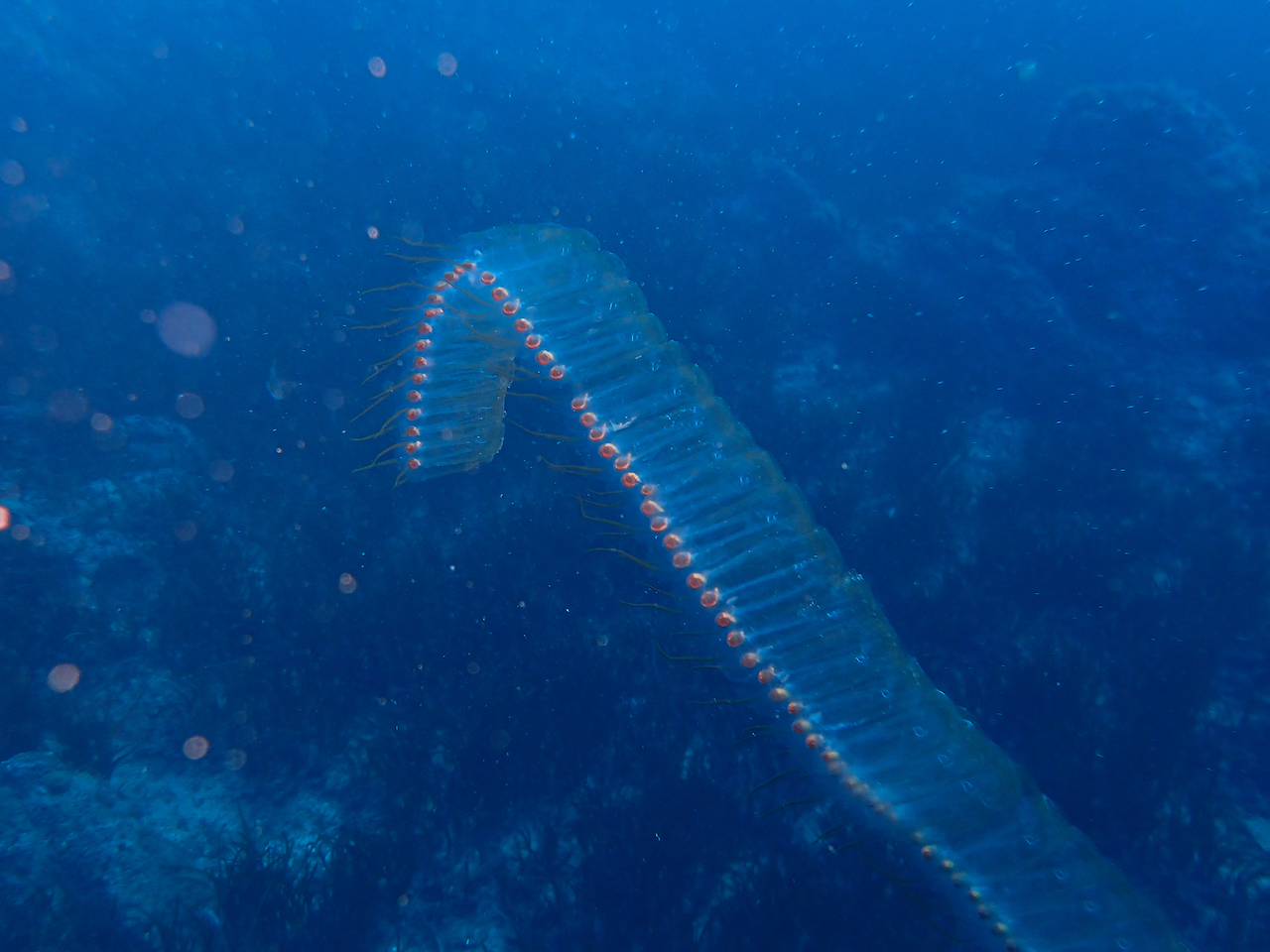 Pegea confoederata Pegea confoederata